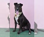 Small #1 American Pit Bull Terrier