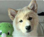 Small Mutt