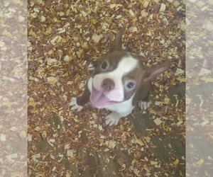 Boston Terrier Puppy for sale in KNOB NOSTER, MO, USA