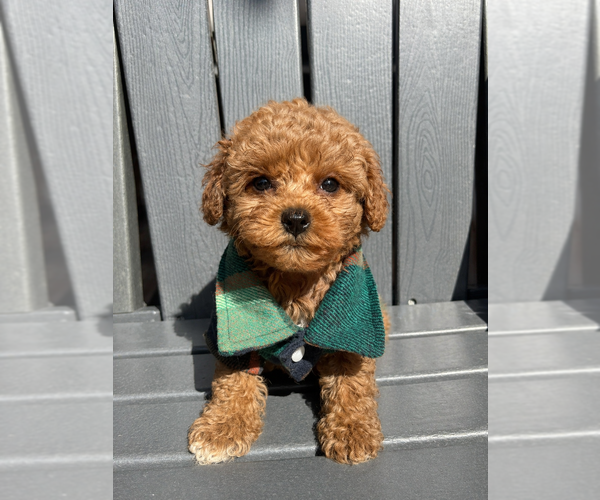 Medium Photo #5 Maltipoo (Toy) Puppy For Sale in MANHATTAN BEACH, CA, USA