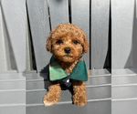 Small #4 Maltipoo (Toy)