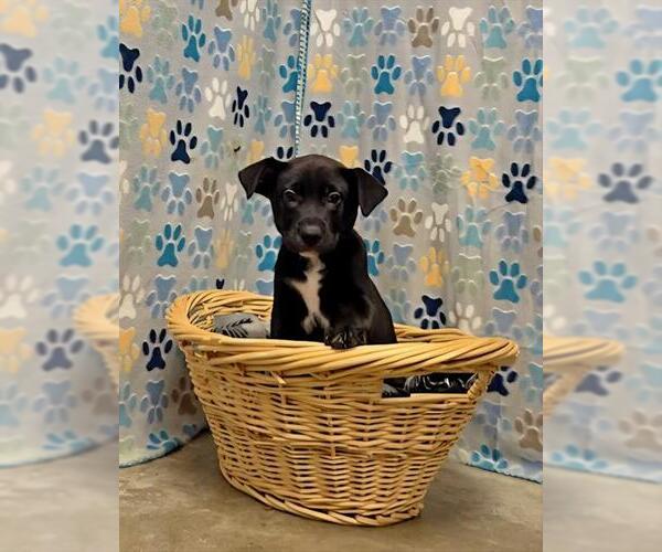 Medium Photo #2 Australian Kelpie-Unknown Mix Puppy For Sale in Rosenberg, TX, USA