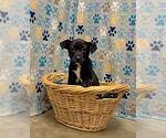 Small #1 Australian Kelpie Mix
