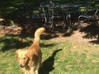 Small Photo #1 Golden Retriever Puppy For Sale in GRAND ISLAND, NE, USA