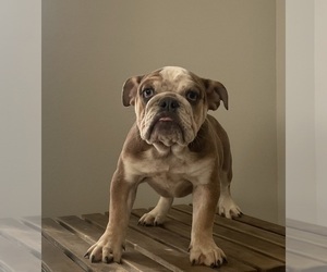 English Bulldog Puppy for sale in ORLANDO, FL, USA