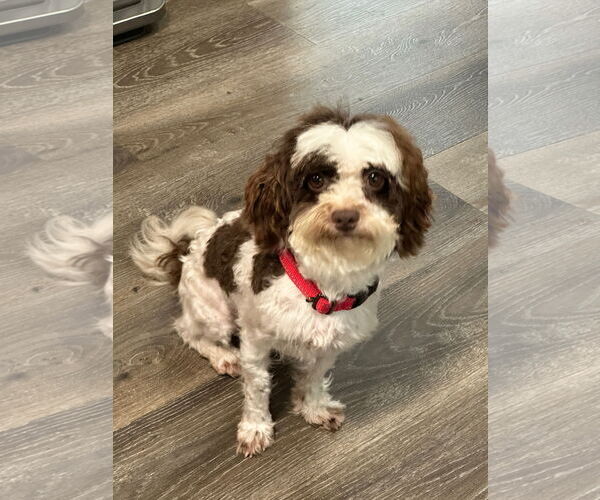 Medium Photo #2 Havanese Puppy For Sale in Fort Wayne, IN, USA