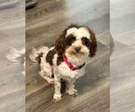 Small #1 Havanese