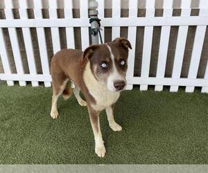 Border Collie-Unknown Mix Dogs for adoption in Modesto, CA, USA