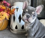 Puppy Pumpkin French Bulldog