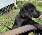 Small Photo #18 Labrador Retriever Puppy For Sale in SPOTSYLVANIA, VA, USA
