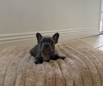 Puppy Puppy 4 French Bulldog