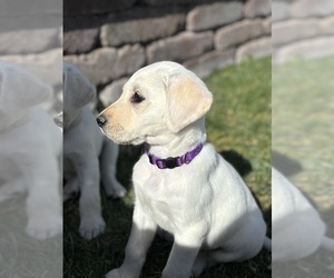 Labrador Retriever Puppy for sale in EAGLE MOUNTAIN, UT, USA