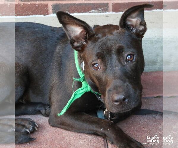 Medium Photo #2 Labrador Retriever-Retriever  Mix Puppy For Sale in Washington, DC, USA