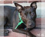 Small #1 Labrador Retriever-Retriever  Mix