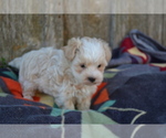 Small #3 Maltipoo