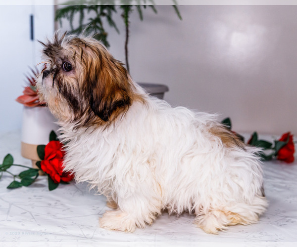 Medium Photo #7 Shih Tzu Puppy For Sale in WAKARUSA, IN, USA