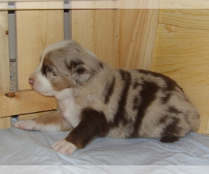 Australian Shepherd Puppy for sale in JEROMESVILLE, OH, USA
