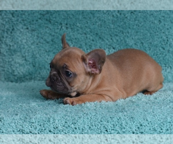 Medium Photo #9 French Bulldog Puppy For Sale in ERIAL, NJ, USA