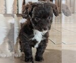Small #3 Miniature Australian Shepherd-Poodle (Toy) Mix