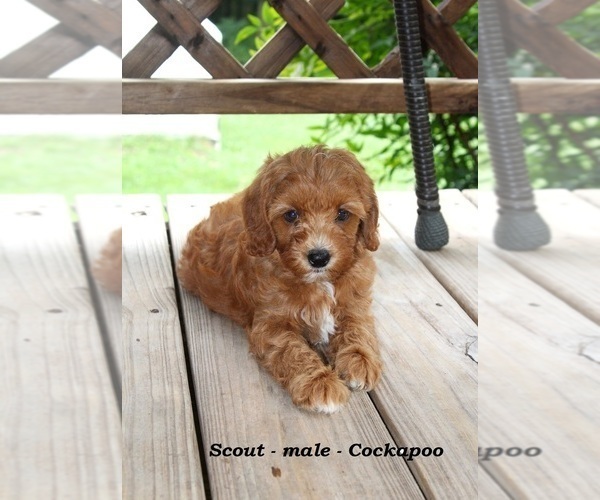 Medium Photo #6 Cockapoo (Miniature) Puppy For Sale in CLARKRANGE, TN, USA