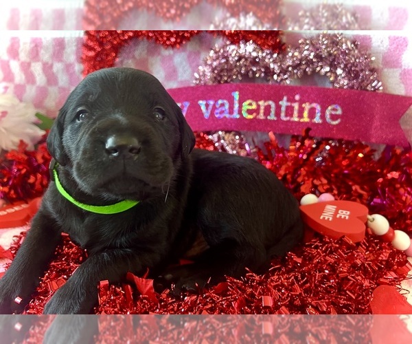 Medium Photo #1 Labrador Retriever Puppy For Sale in CLEVELAND, TN, USA