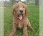 Small Photo #3 Goldendoodle Puppy For Sale in GREENCASTLE, PA, USA