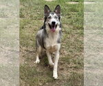 Small #2 Siberian Husky Mix