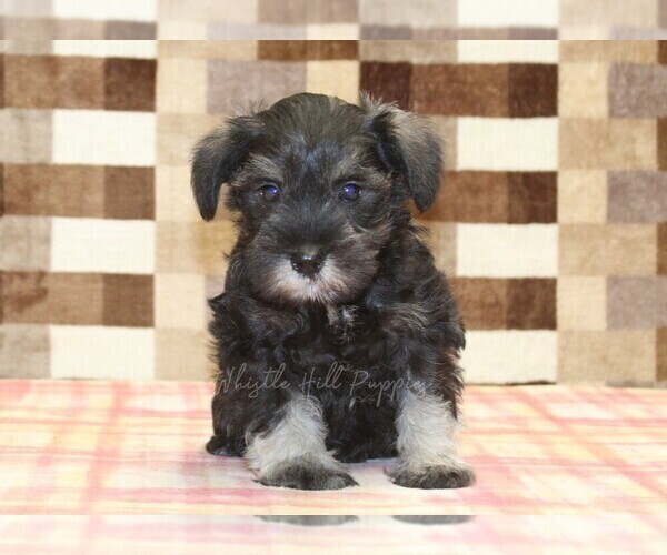 Medium Photo #3 Schnauzer (Miniature) Puppy For Sale in DENVER, PA, USA