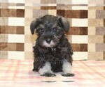 Small #2 Schnauzer (Miniature)