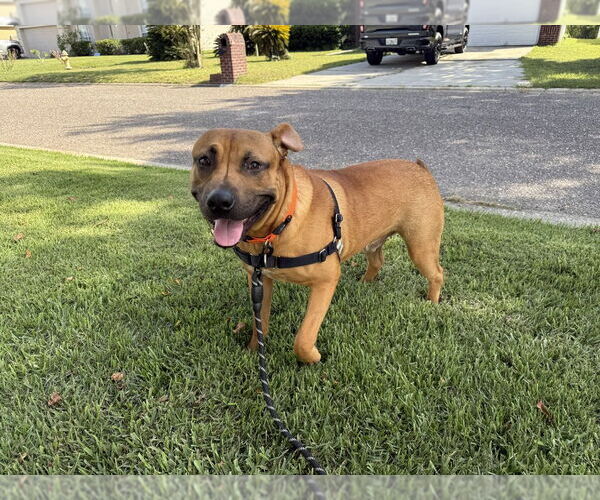 Medium Photo #2 Mutt Puppy For Sale in St. Augustine, FL, USA