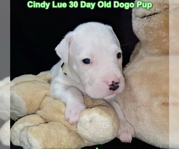 Medium Photo #50 Dogo Argentino Puppy For Sale in PINEVILLE, MO, USA