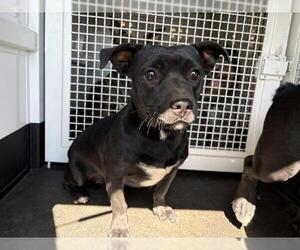 Pug-Unknown Mix Dogs for adoption in Riverside, CA, USA