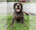 Small #4 German Shorthaired Pointer