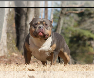 Father of the American Bully puppies born on 01/05/2024