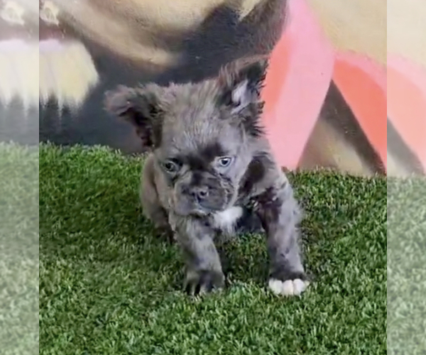Medium Photo #10 French Bulldog Puppy For Sale in BEVERLY HILLS, CA, USA