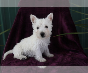 West Highland White Terrier Dog for Adoption in SHILOH, Ohio USA