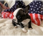 Small Photo #7 French Bulldog Puppy For Sale in JOHNS ISLAND, SC, USA