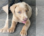 Small #3 Labrador Retriever