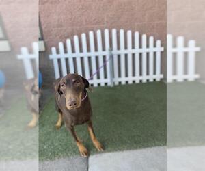 Medium Doberman Pinscher