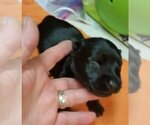 Small Photo #4 Scottish Terrier Puppy For Sale in WHITE CITY, OR, USA