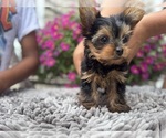 Small #7 Yorkshire Terrier