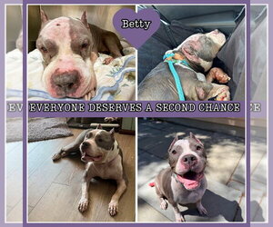 Betty - Female American Staffordshire Terrier Dog for Adoption - Photo #8