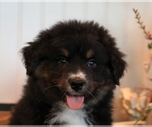 Australian Shepherd Puppy for sale in WESTFIELD, MA, USA