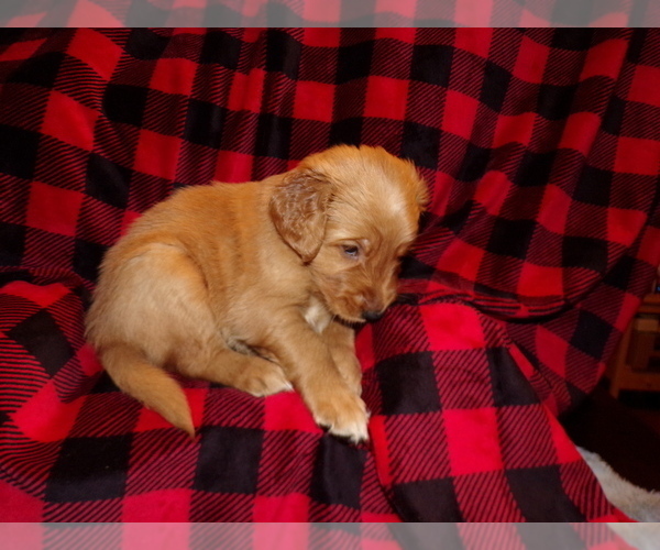 Medium Photo #1 Golden Retriever Puppy For Sale in HAM LAKE, MN, USA
