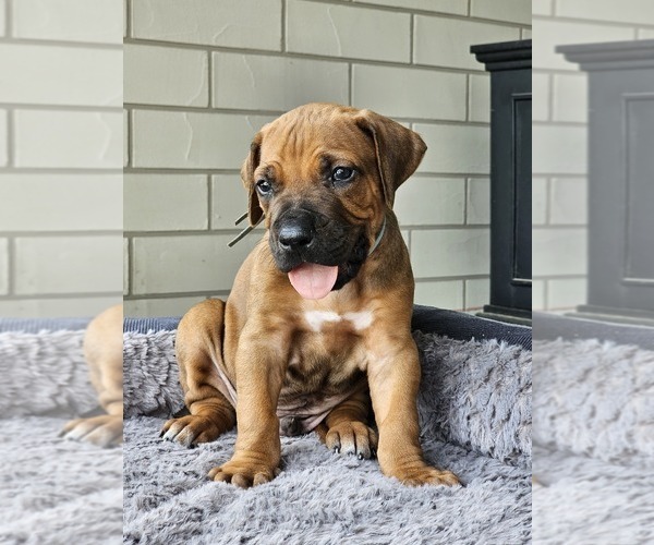 Medium Photo #3 Rhodesian Ridgeback Puppy For Sale in BUMPASS, VA, USA