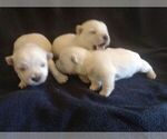 Small Photo #1 West Highland White Terrier Puppy For Sale in MOUNTAINBURG, AR, USA