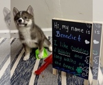 Small #2 Pomsky-Shiba Inu Mix