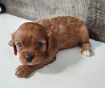 Small Photo #4 Cavalier King Charles Spaniel Puppy For Sale in CLARK, MO, USA