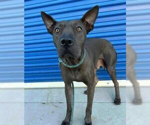 Mutt Dogs for adoption in Bakersfield, CA, USA