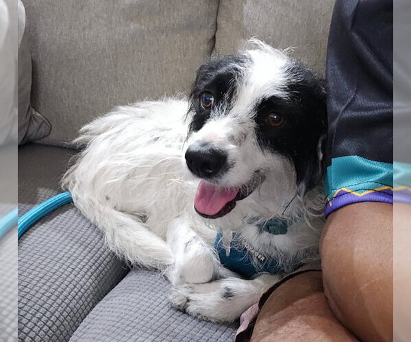 Medium Photo #1 Border Collie-Parson Russell Terrier Mix Puppy For Sale in Chandler, AZ, USA